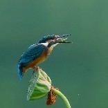 孤雁行.