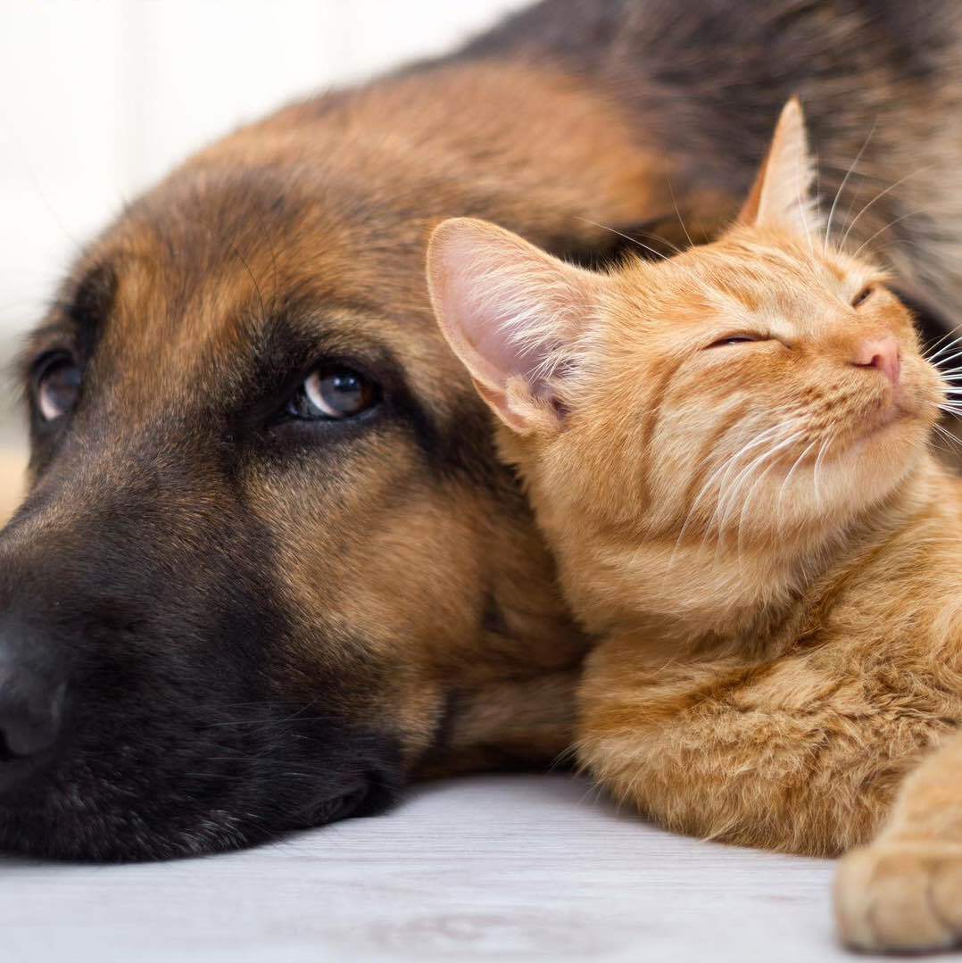 金馆长养宠课堂