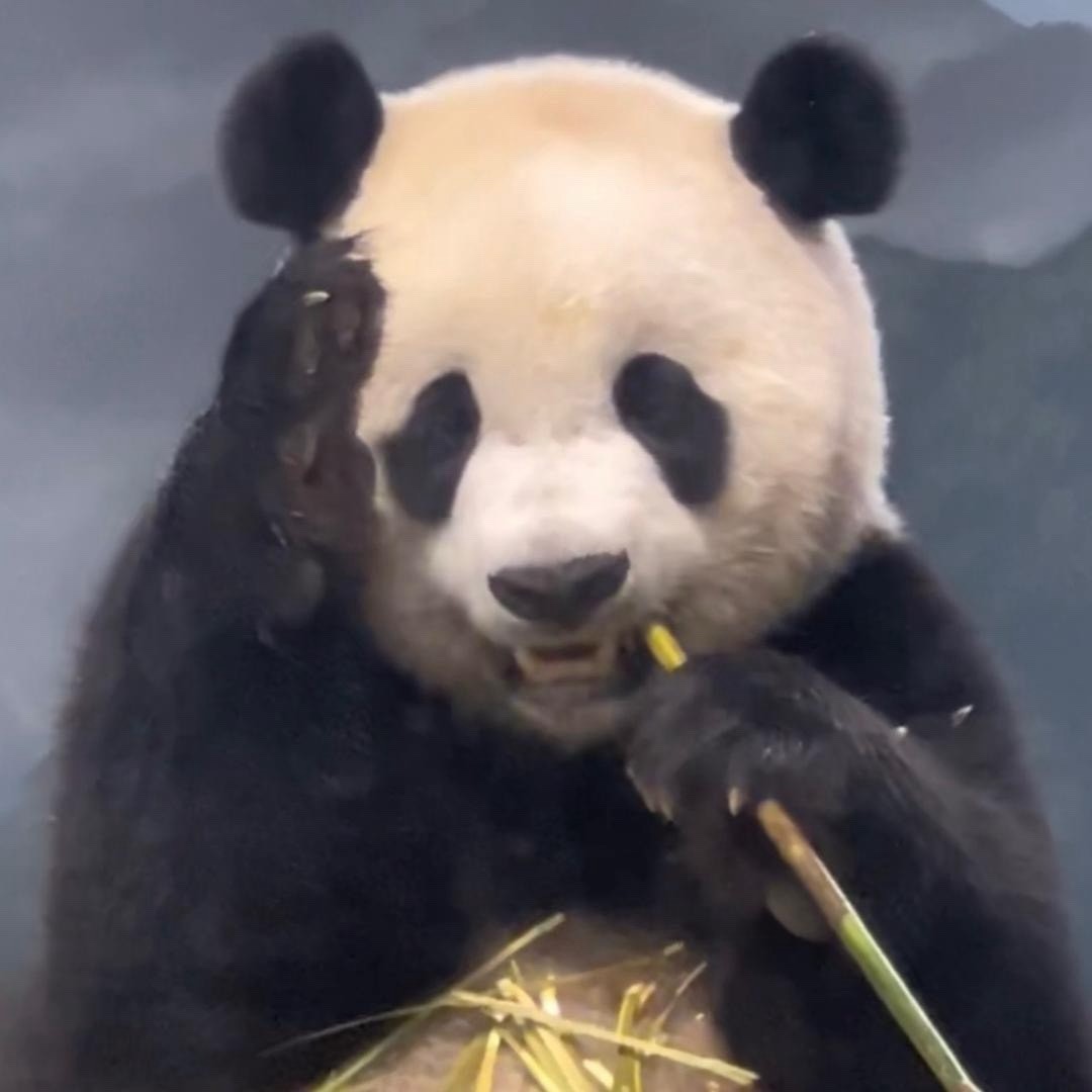 panda小奇迹