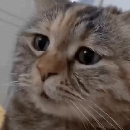 圆饼猫快乐日常