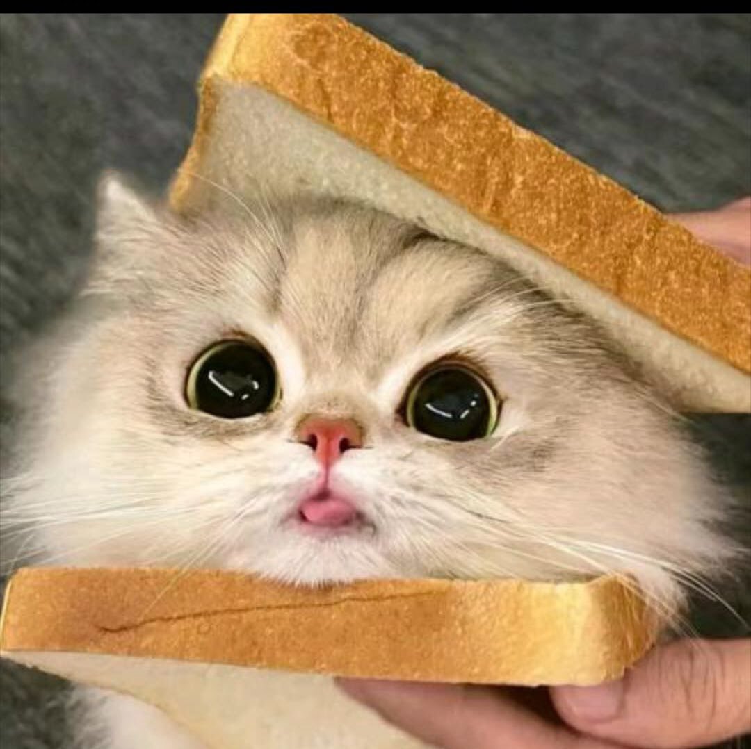 小猫咪呀咪呀