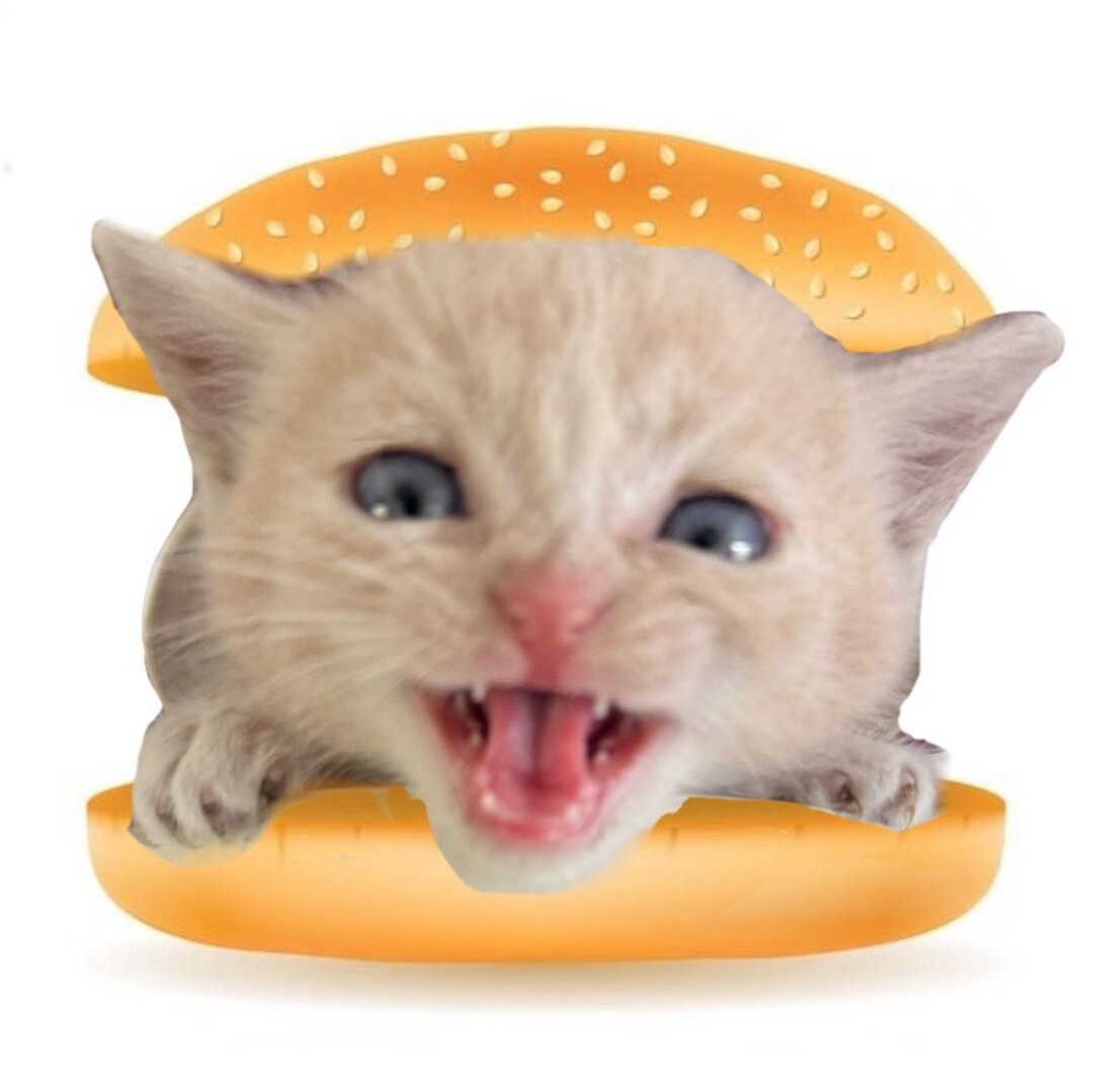 卡尺的猫