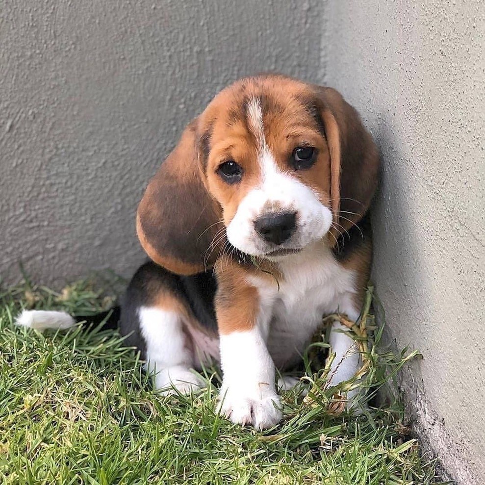 比格犬喜欢吃青椒