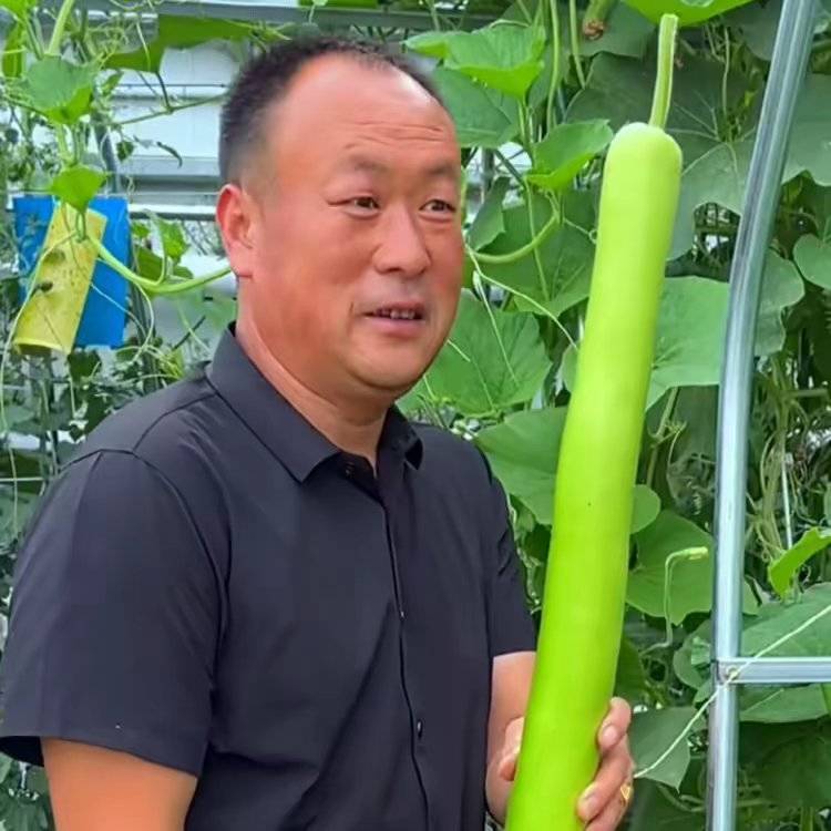 房顶菜园大叔