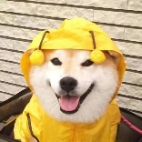 这瓜不好吃