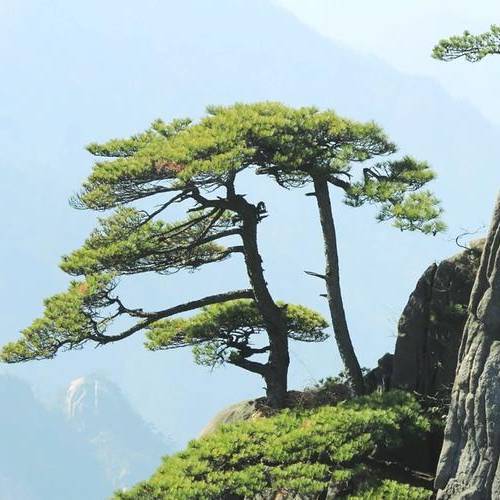 张老头的书架