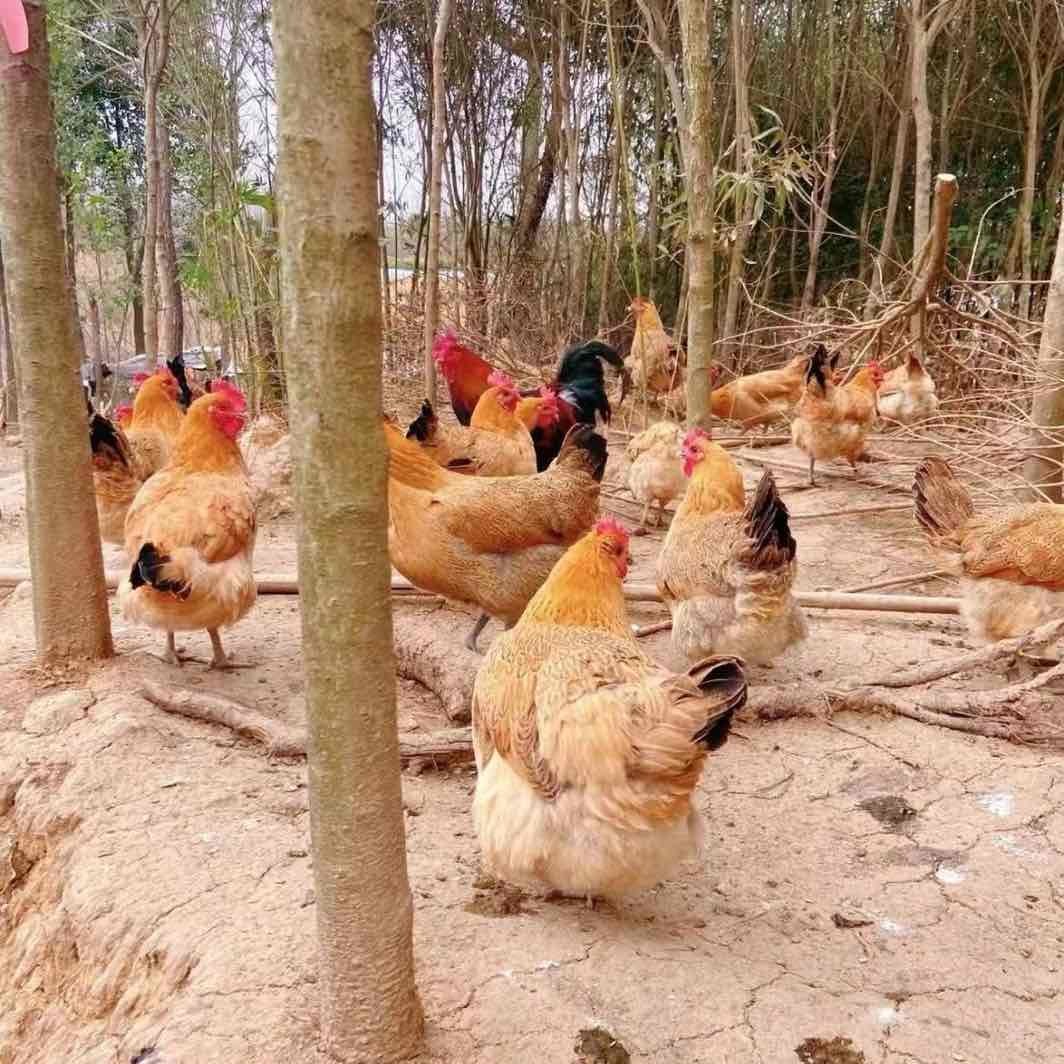鸿运来土鸡土鸭土鹅