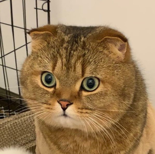 大脑袋呼