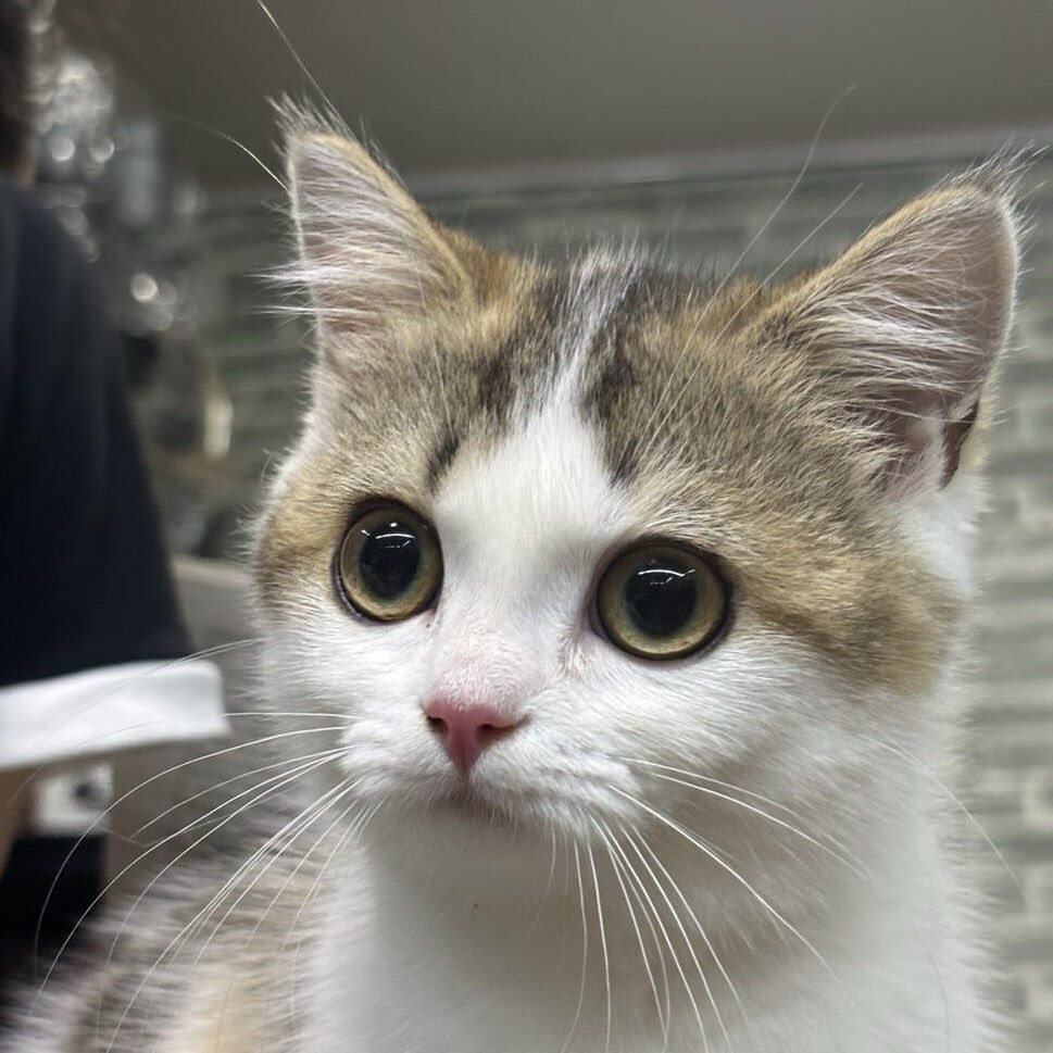 我是一只小蜜Hun