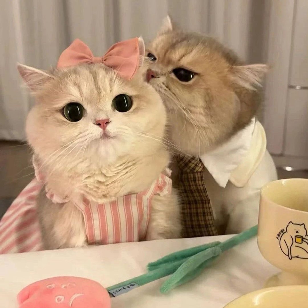 开心来福猫