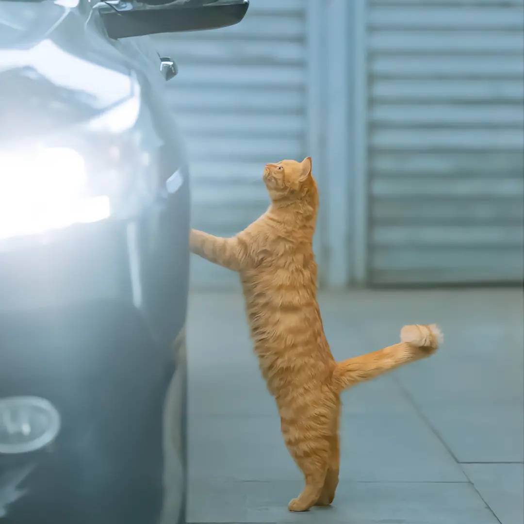 初秋弟的猫