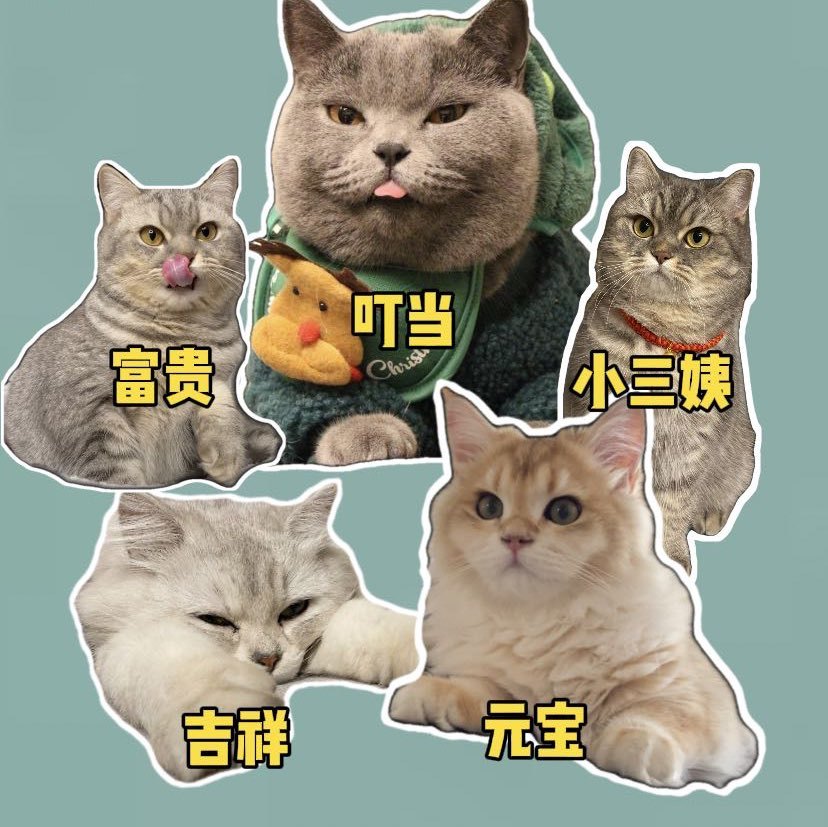 吞金兽的养猫日常