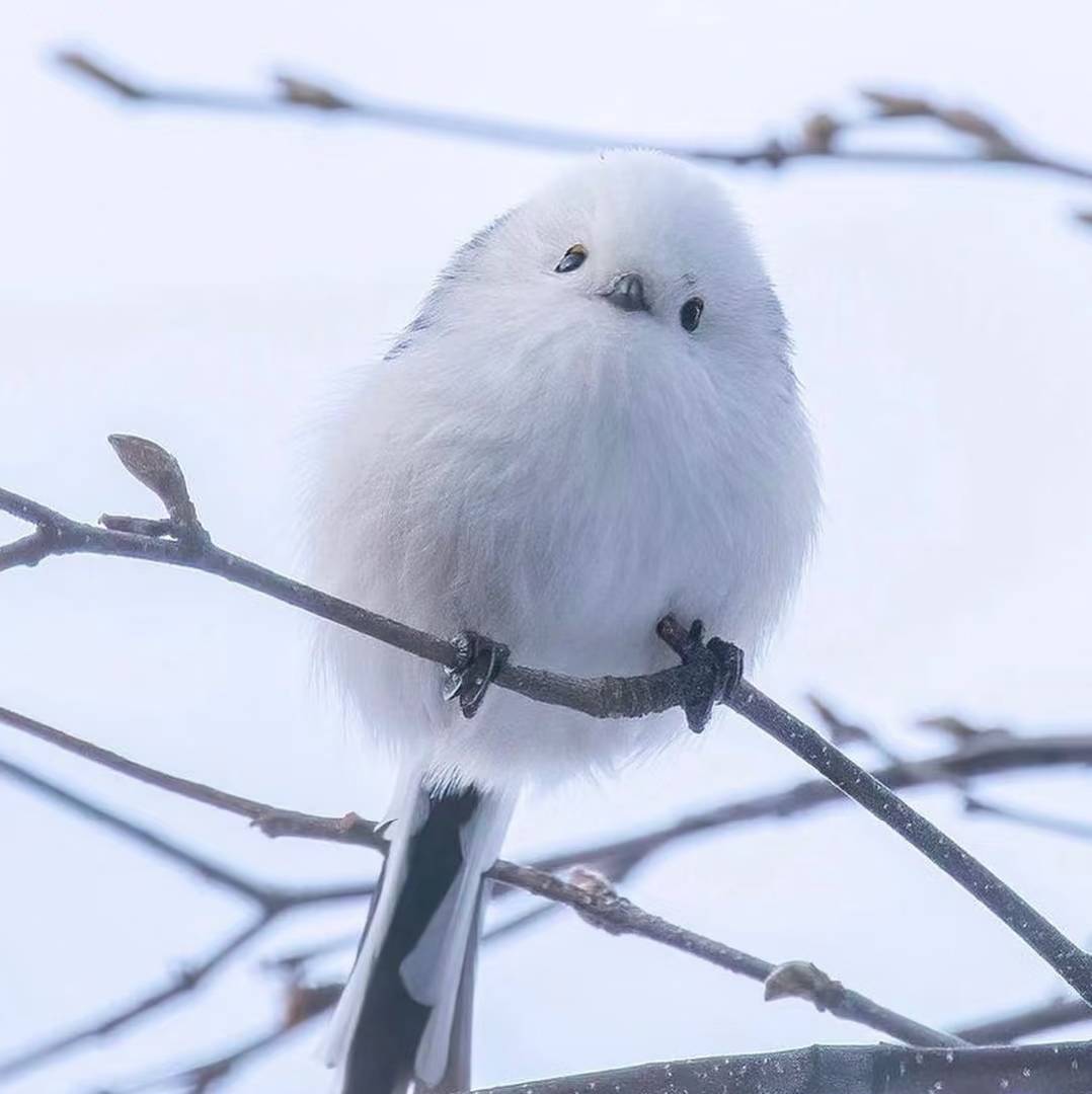 沉玖儿