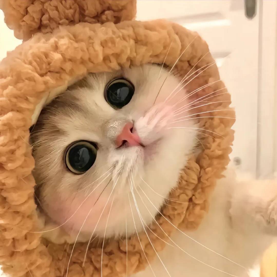 摘月亮的蛋挞