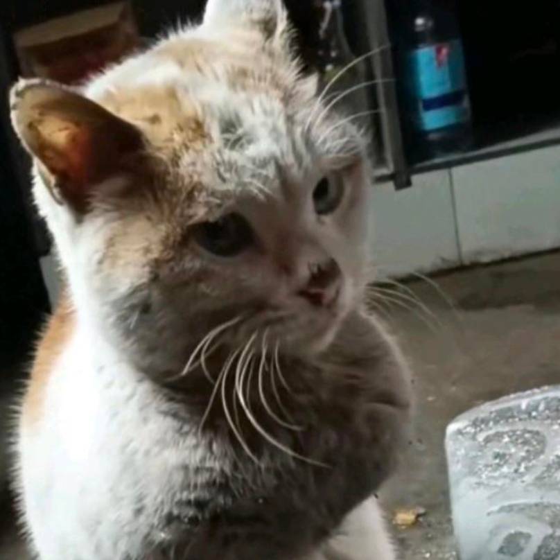 灿儿麻麻的大壮壮