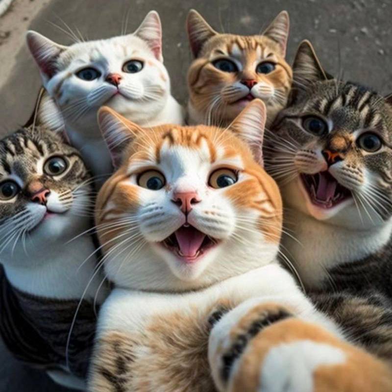 咖菲猫VS小老鼠