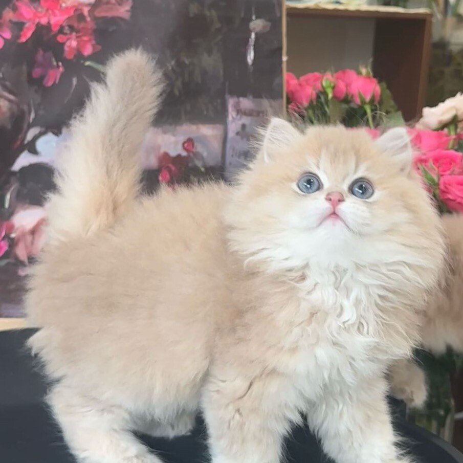 马卡龙是只紫金喵