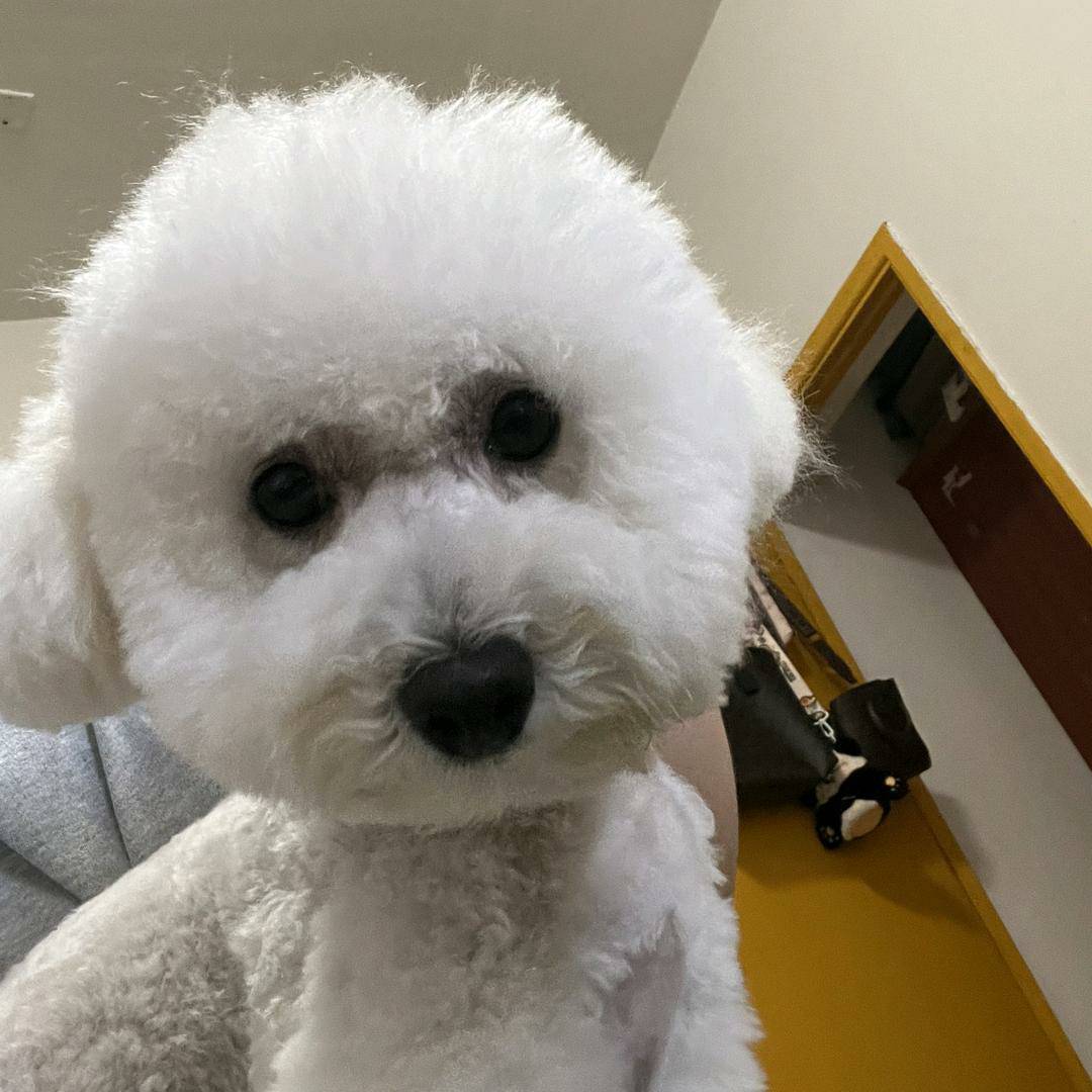 毛豆超爱笑犬哥说车