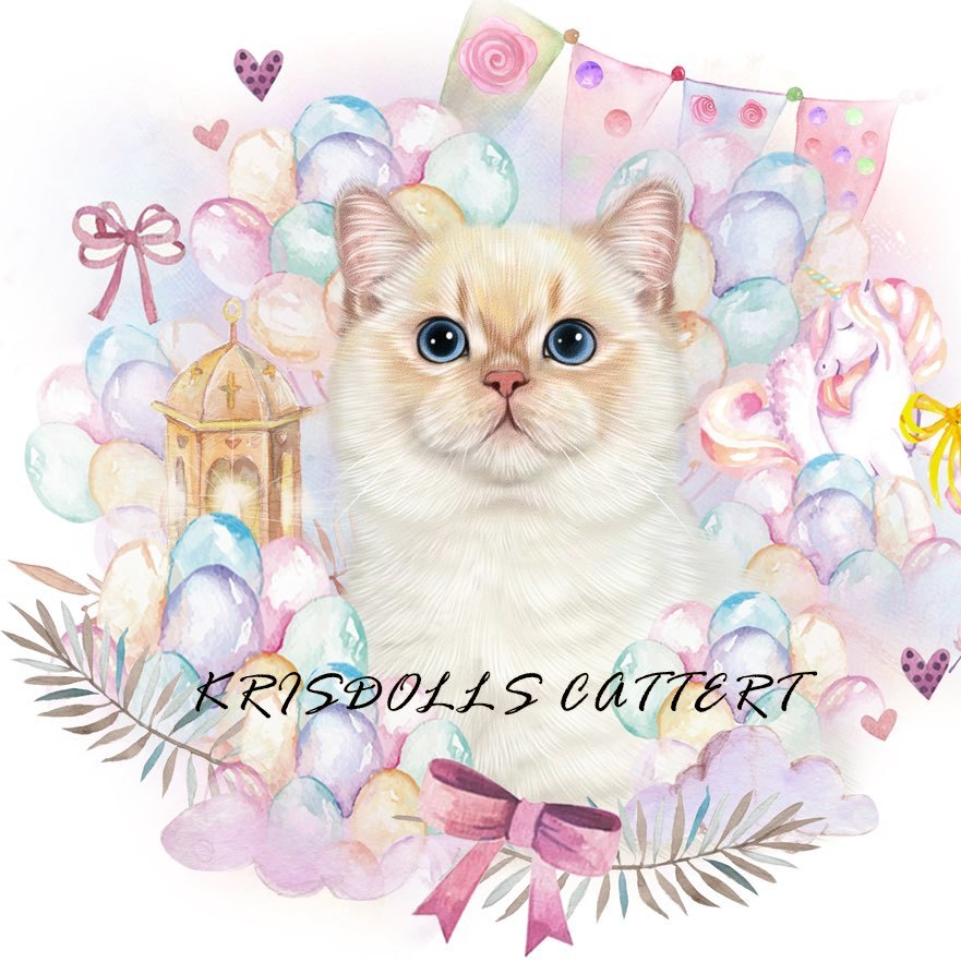 KRISDOLLS嗷嗷英短猫舍