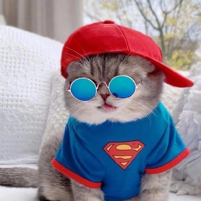 小猫咪大舞台