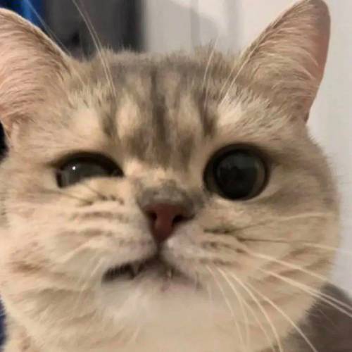 猫猫大王plus