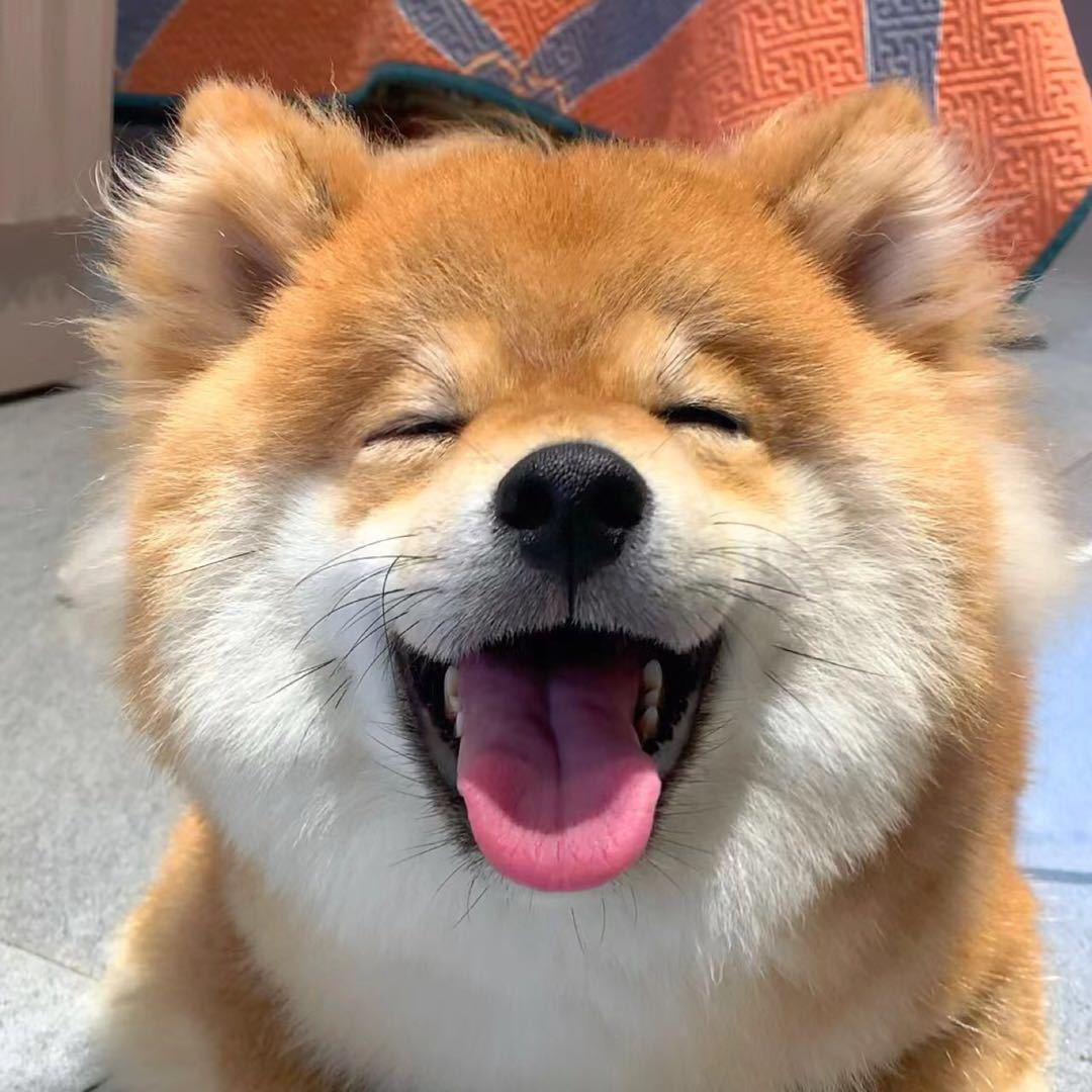 小七萌宠vlog