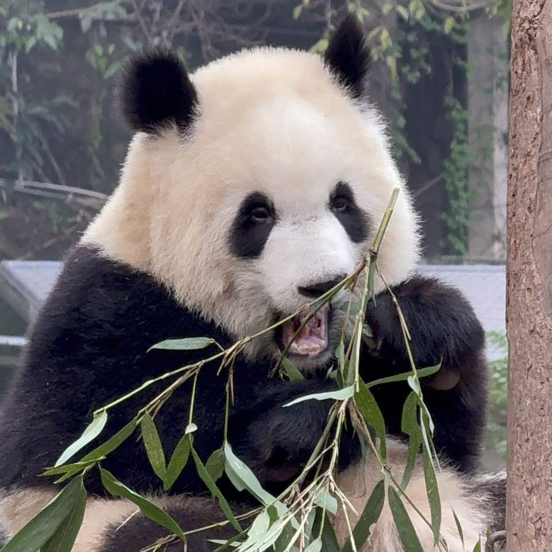 1只小肥熊熊