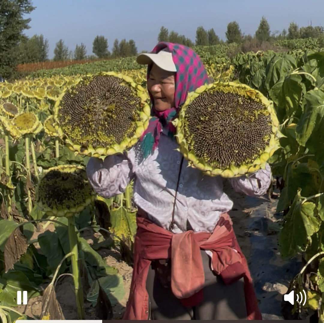 福建丫头内蒙媳