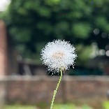 乡村丶百草