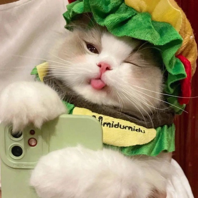 猫小舍