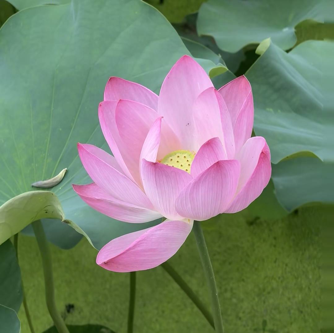 好运送福Ai