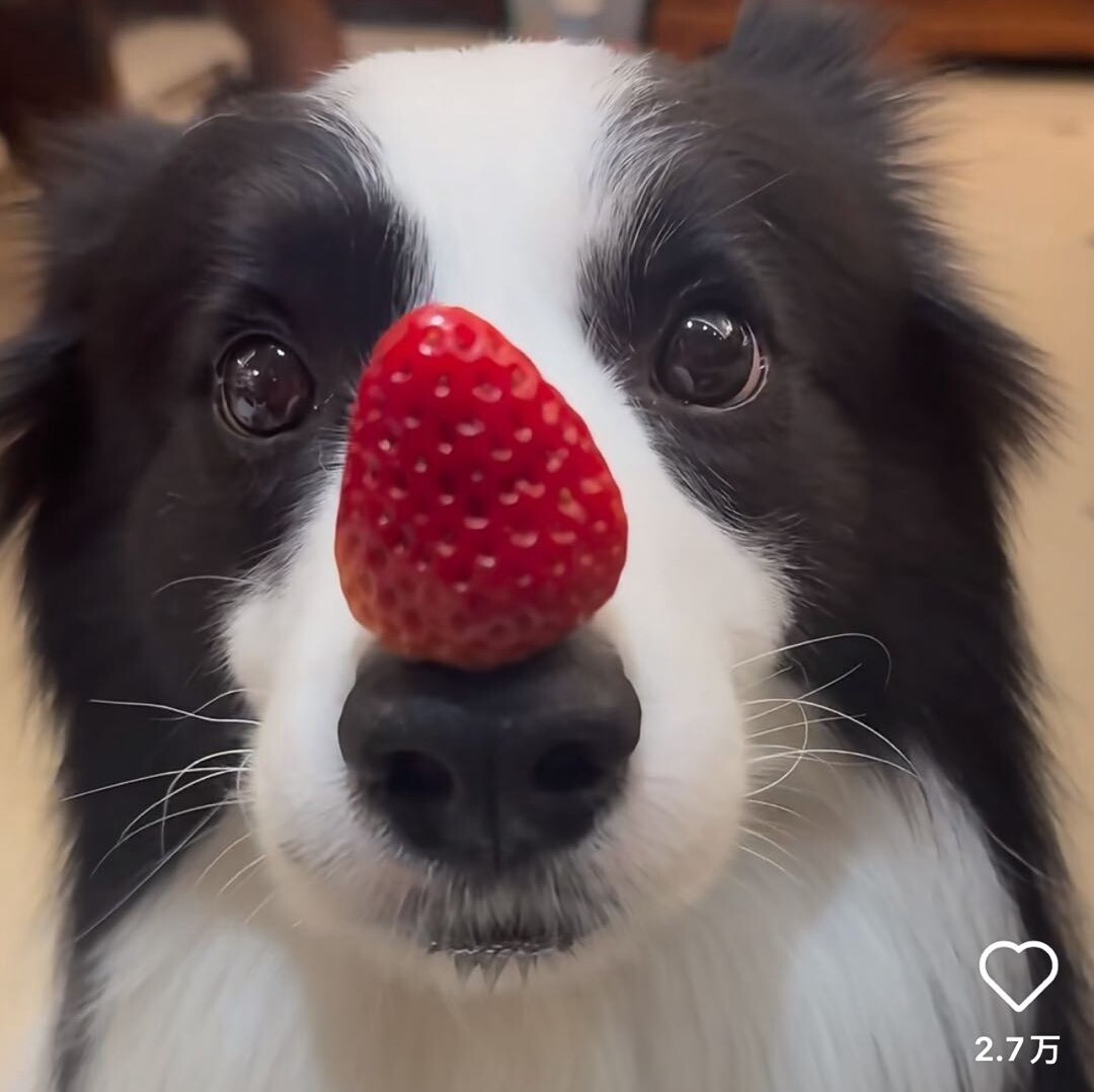 阿奇的养宠日记