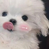 你可爱的小椰子