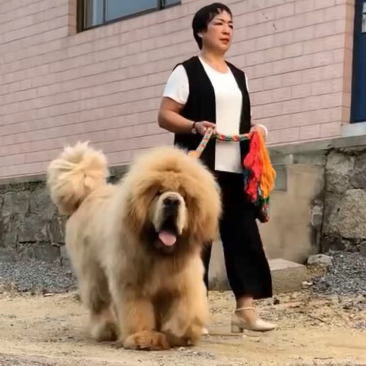 秦皇岛伟达獒园