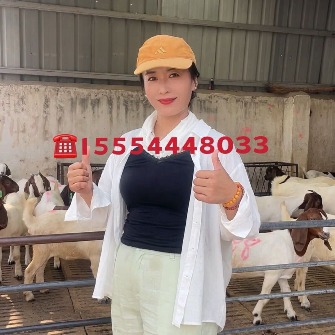 我是养羊妹王燕
