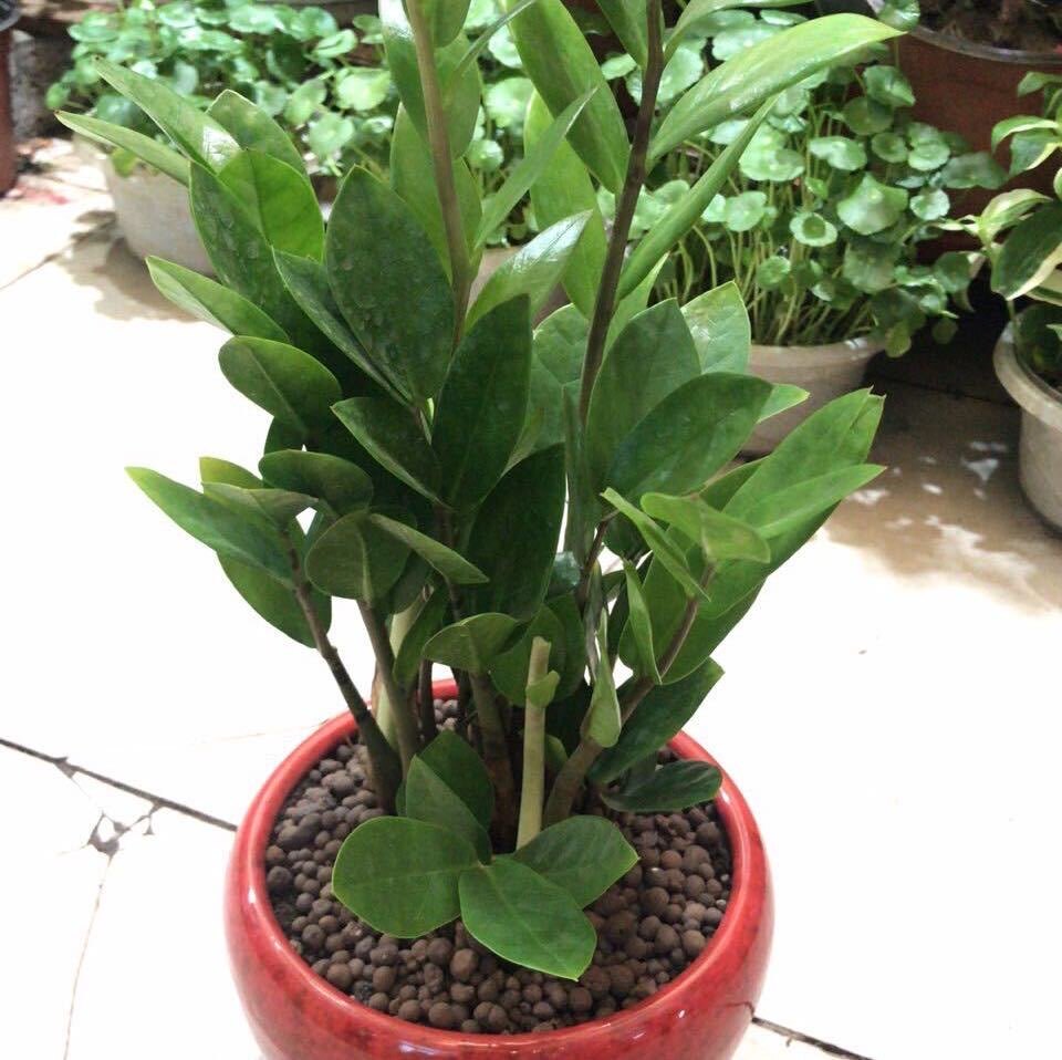 一抹晨曦入凡尘