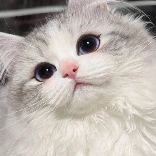 小胖胖胖猫猫