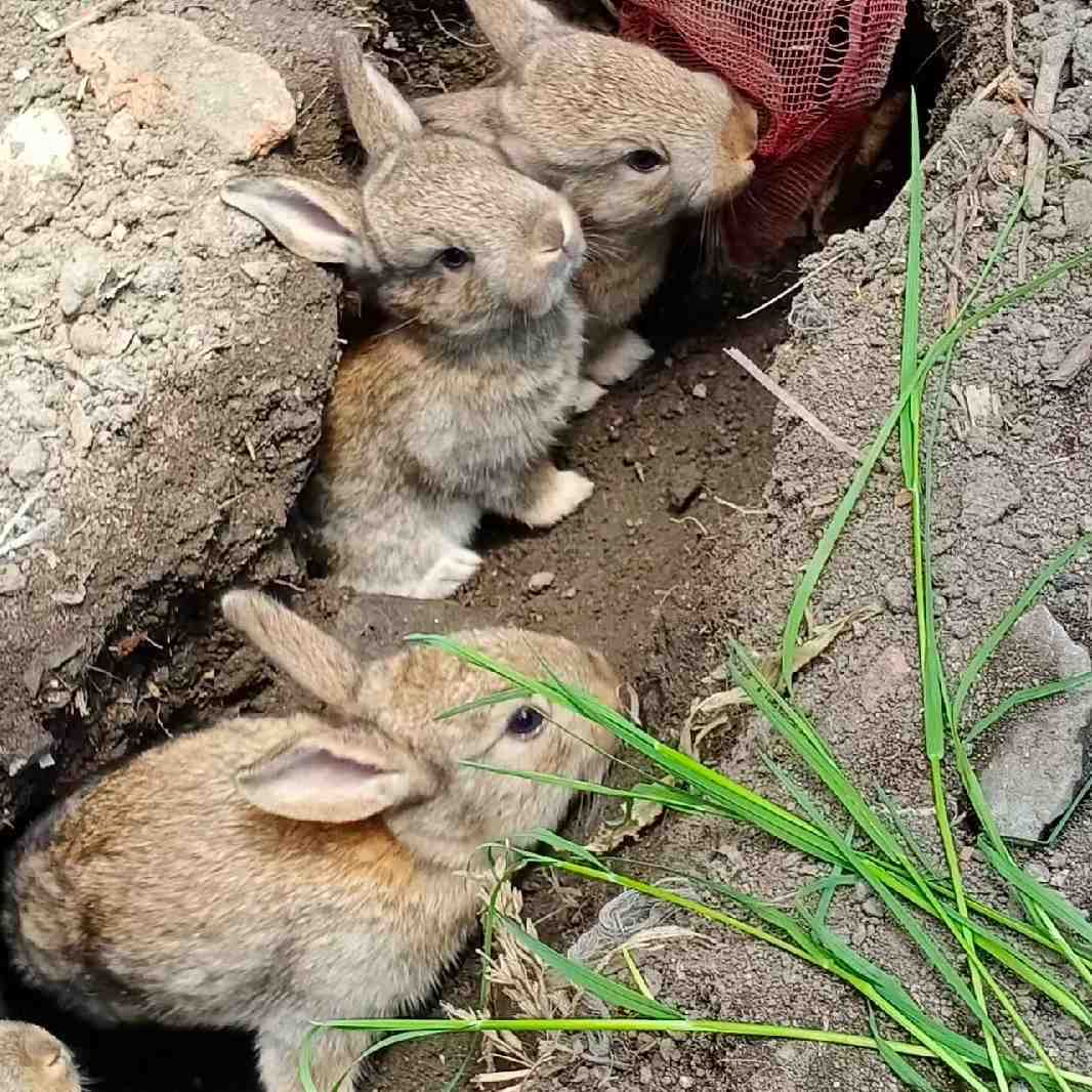 散养兔养殖收购