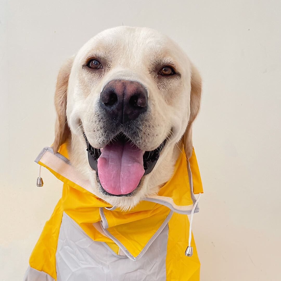 王十一拉布拉多