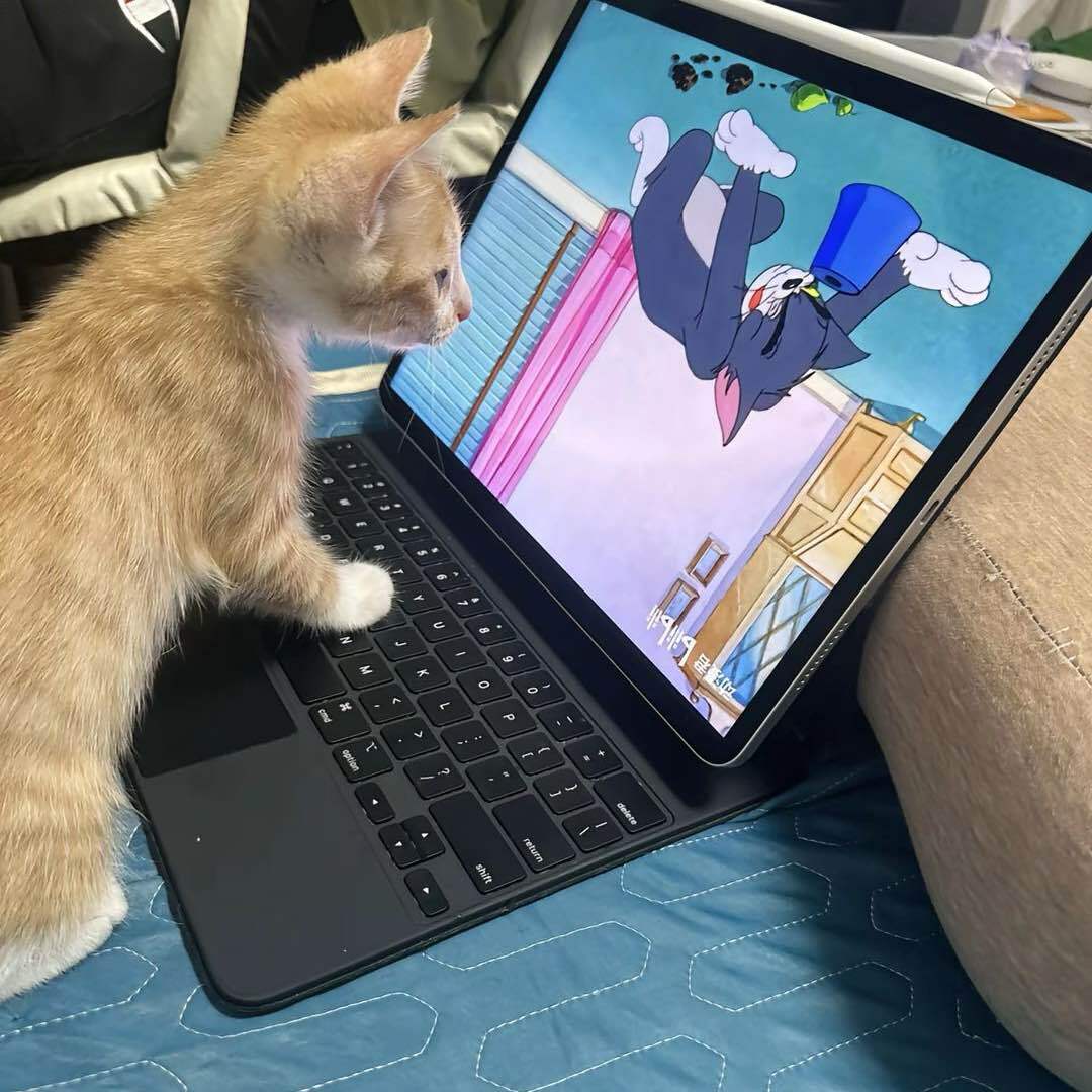 猫咪爱游戏0211
