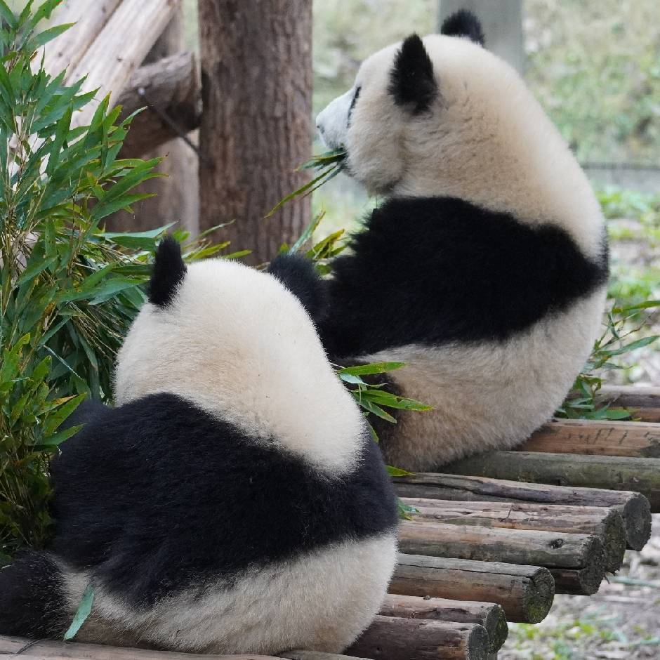 视频号黑马榜萌宠排行榜第30名undefined,飙升值85.0,新榜指数764.4,新增作品数3,总推荐数8050,平均推荐数2683,最高推荐数6087