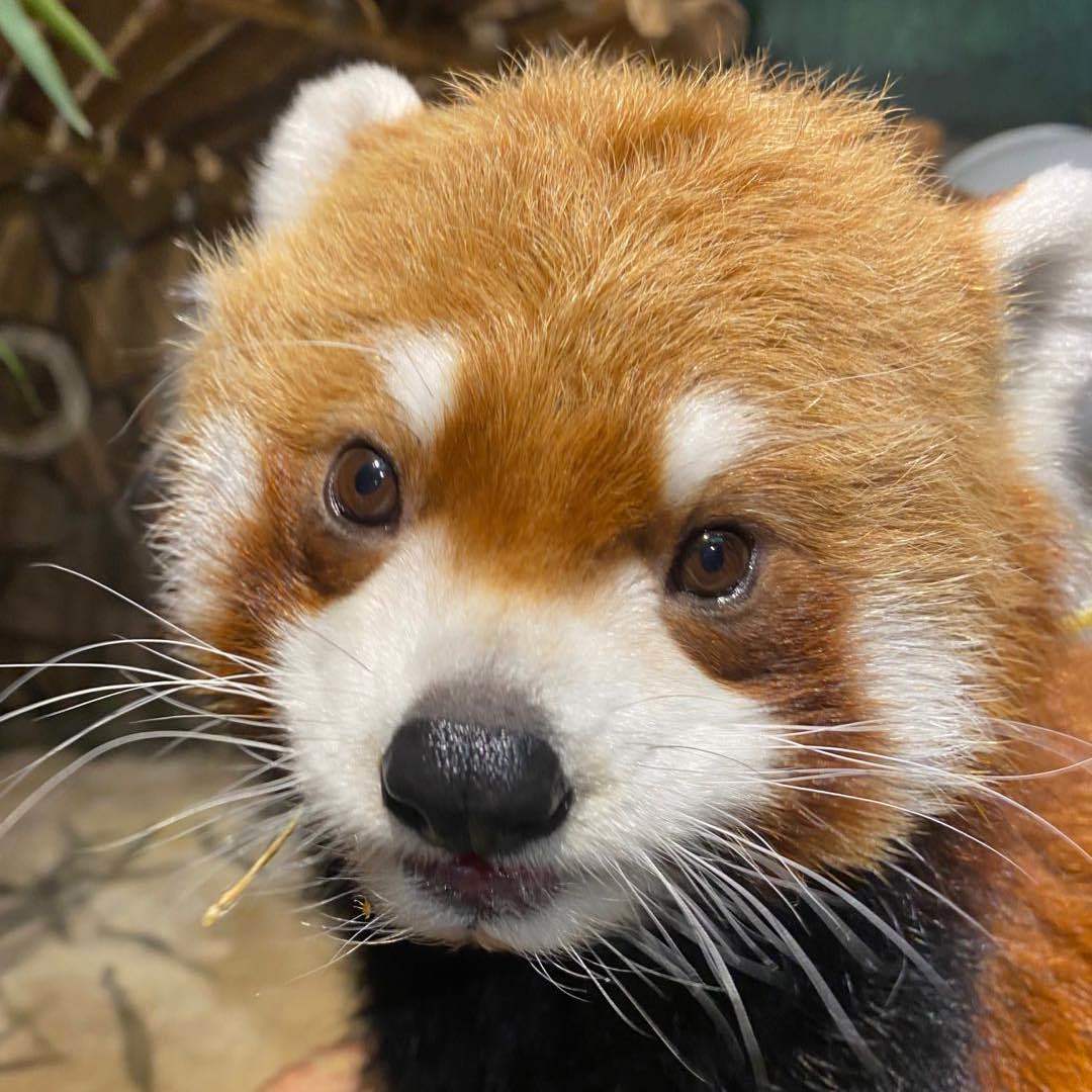 重庆绿动体验官-疯狂动物园版