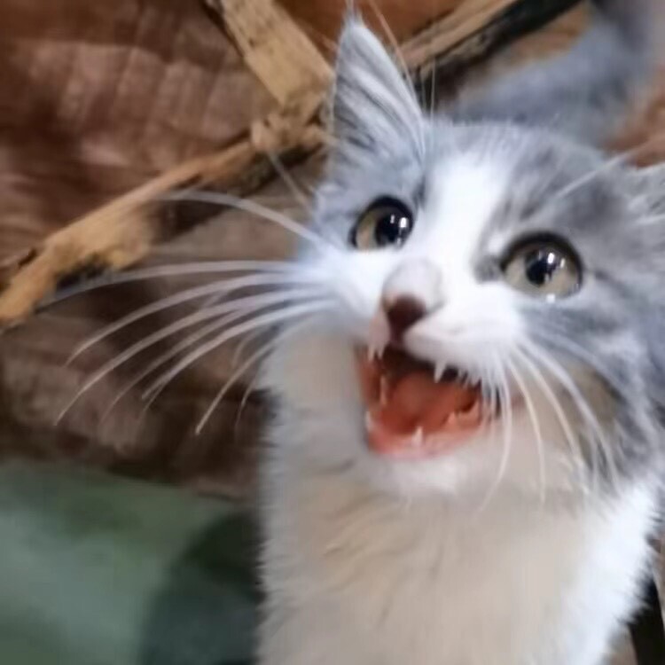 小小的福气萌宠