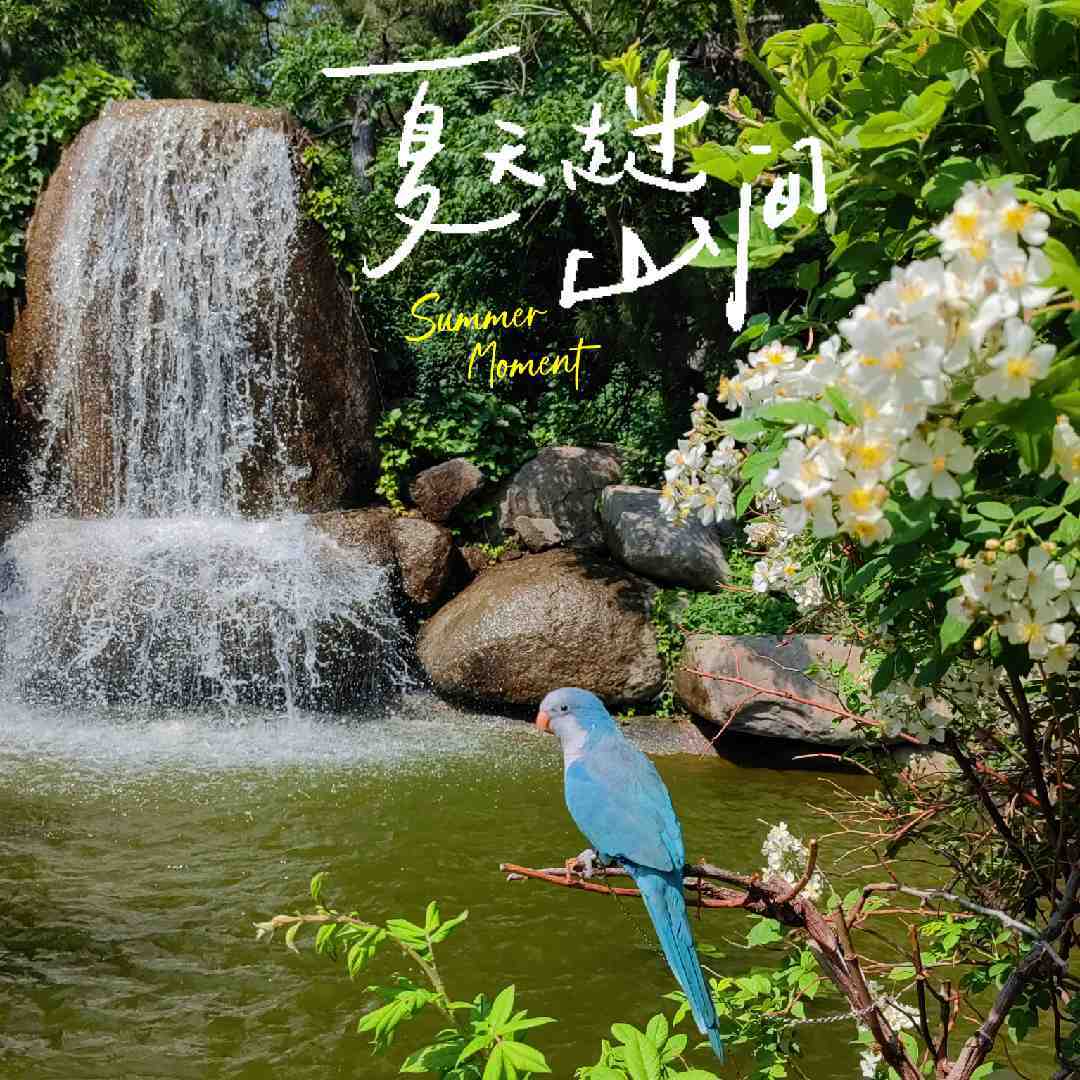 鹦鹉小富贵