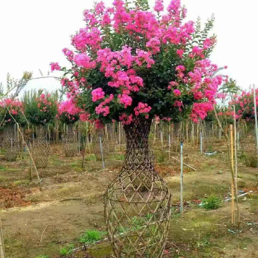 庭院景观植物小詹
