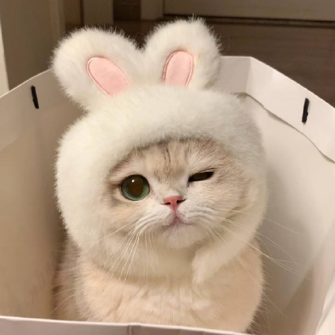 猫咪有故事