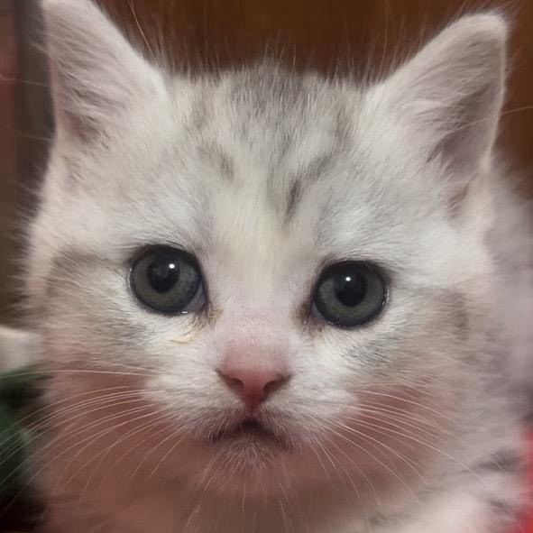 小老虎是只猫咪咪