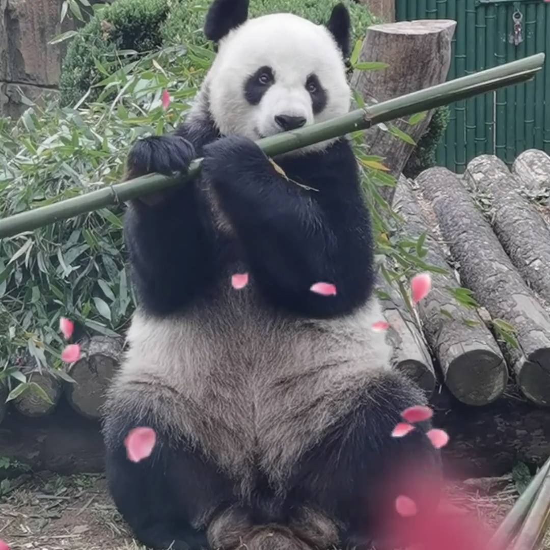 泡沫之沫泡