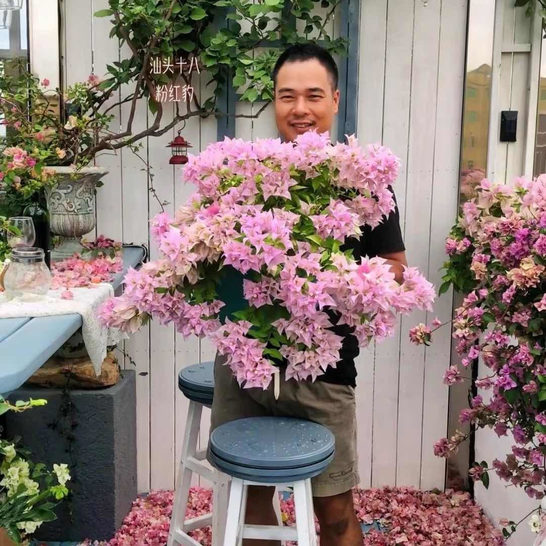 汕头十八的三角梅