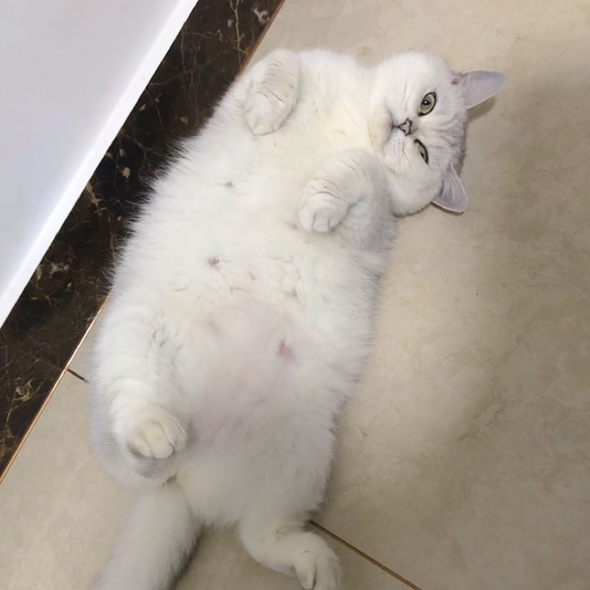 伊莉的憨憨生活